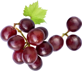 Grape Seed Extract